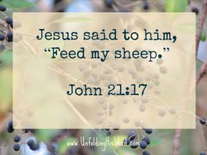 Feed my sheep_Bible teachers